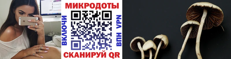 Псилоцибиновые грибы Psilocybine cubensis  где купить наркотик  Гатчина 